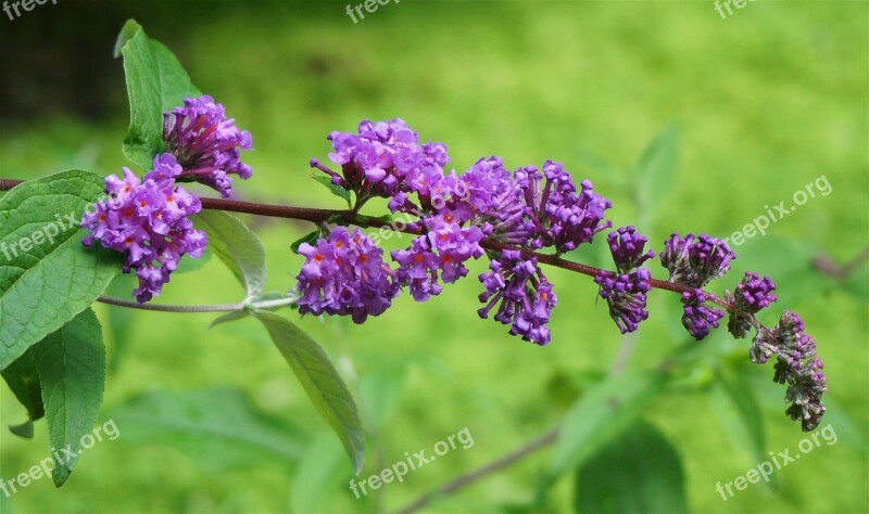 Butterfly Bush Garden Flower Blossom Bloom