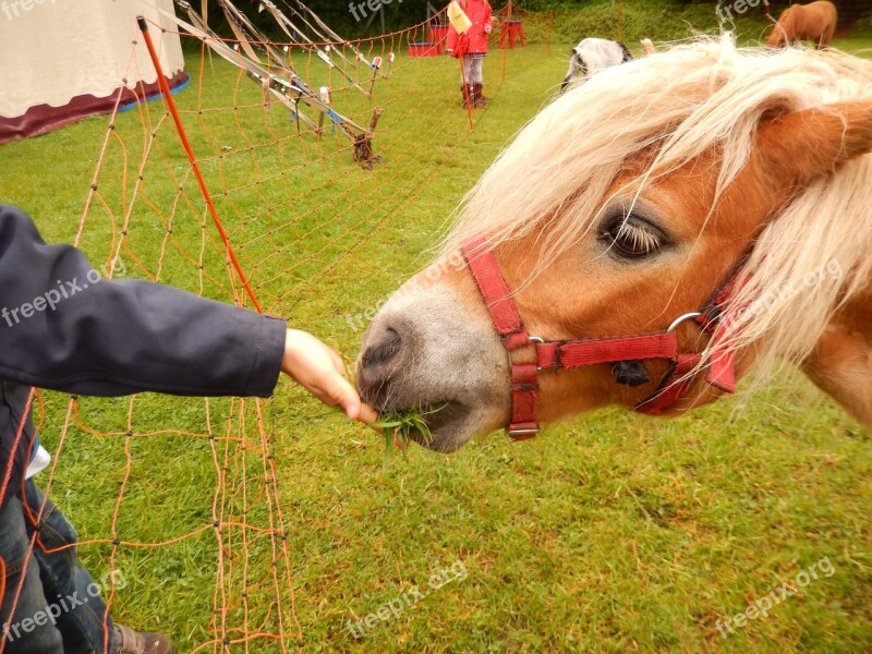 Horse Feed Grass Coupling Circus