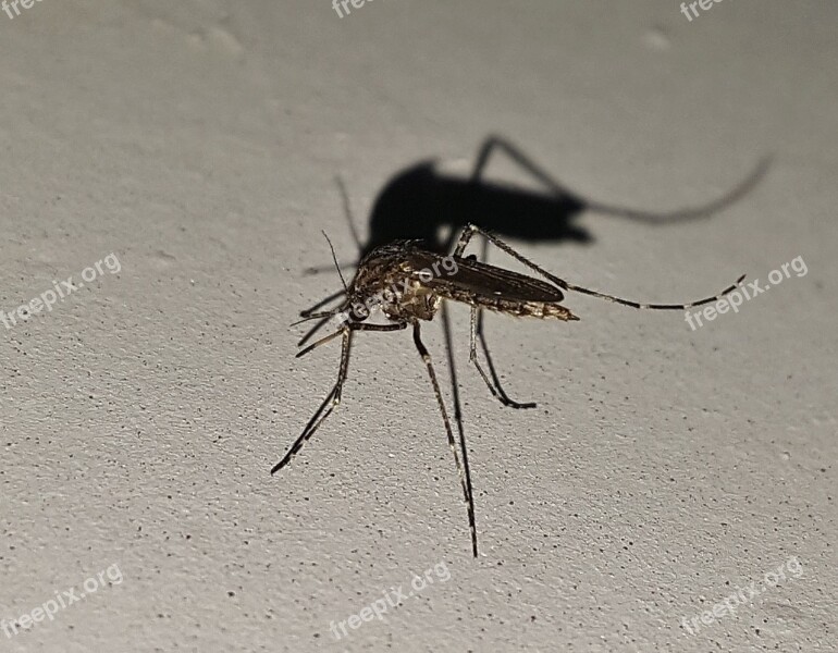 Mosquito Insect Winged Insect Bug Malaria