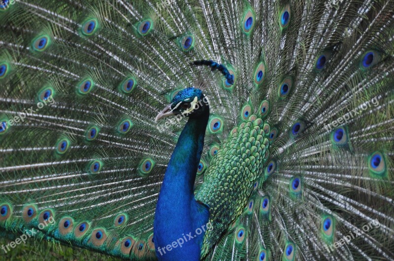 Peacock Bird Blue Bird Colorful Animal