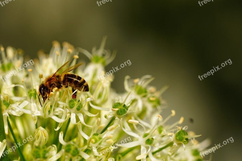 Bee Blossom Bloom Sprinkle Pollination