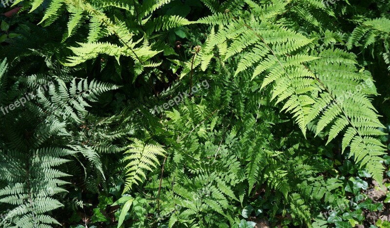 Ferns Garden Spring Green Fiddlehead