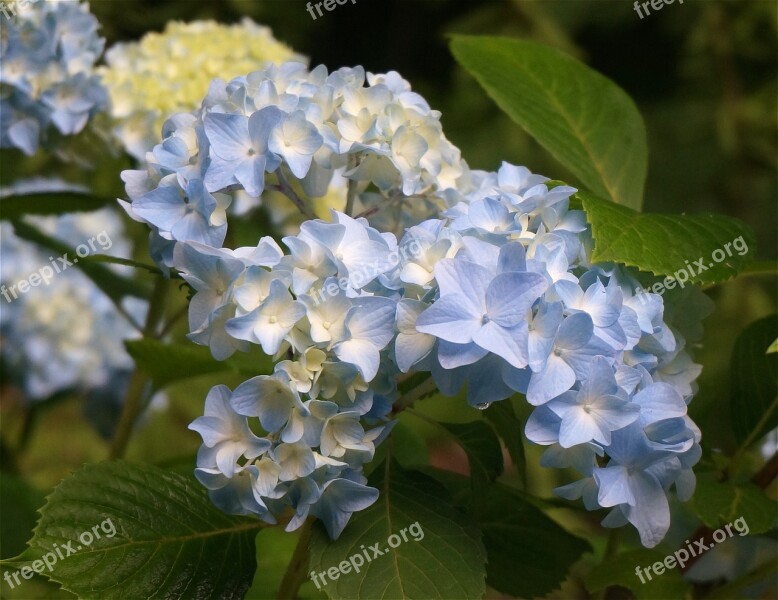 Blue Hydrangea Hydrangea Flower Bloom Plant