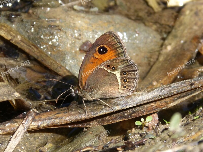 Pyronia Bathseba Butterfly Lobito List Cintada Saltabardisses Free Photos