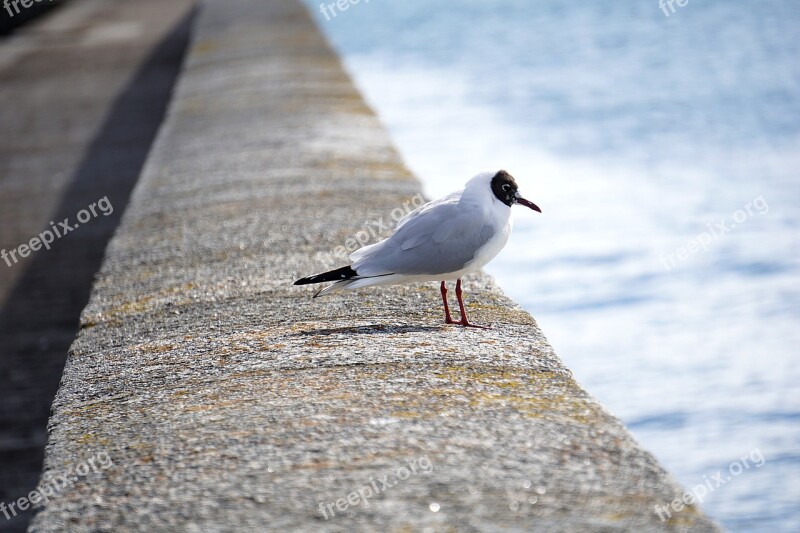 Seagull Bird Fauna Sea Bird Sea