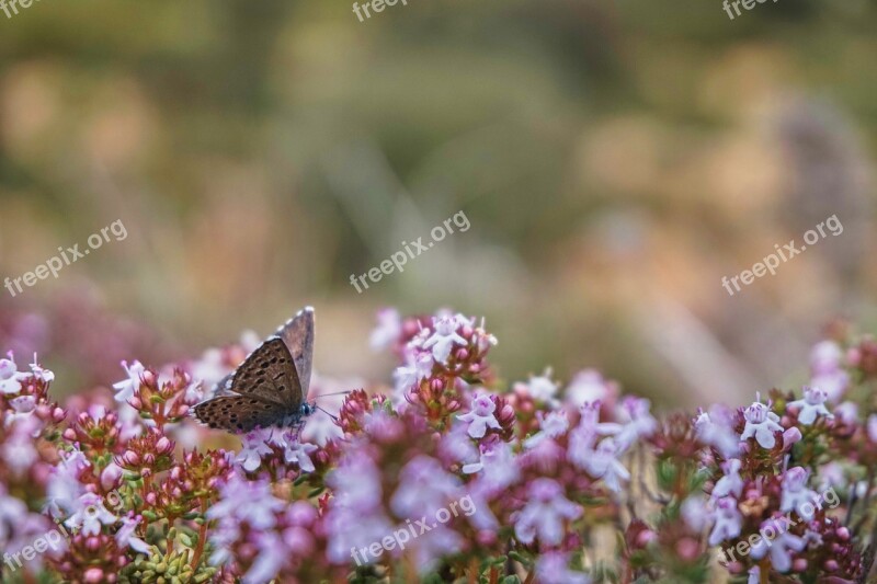 Butterfly Nature Thyme Flora Fauna