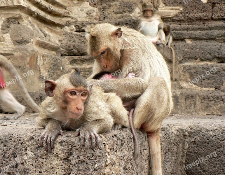 Thailand Monkeys Lampang Guenon Family