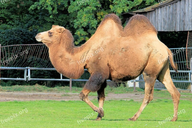 Camel Paarhufer Animal Beast Of Burden Hump