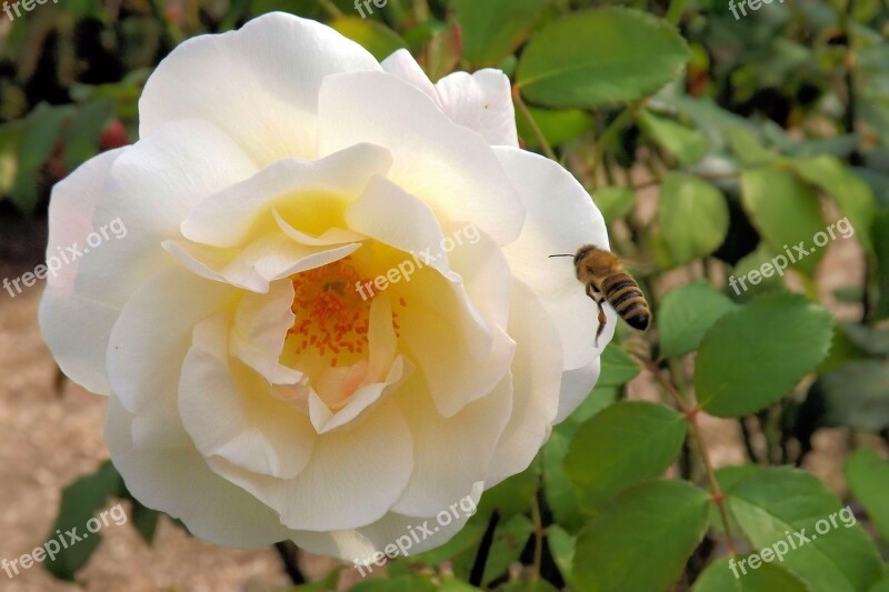 Rose White Blossom Bloom White Rose