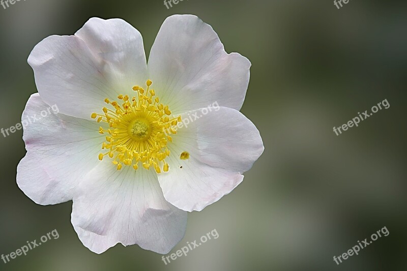 Wild Rose Rose Blossom Bloom Flower