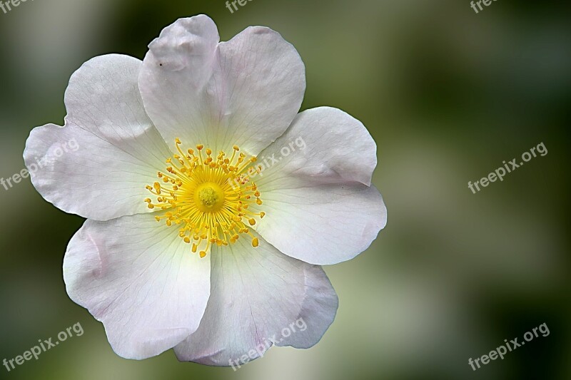 Wild Rose Rose Blossom Bloom Flower