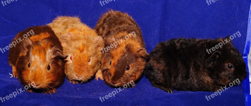 Guinea Pig Cute Fur Nager Young Animals