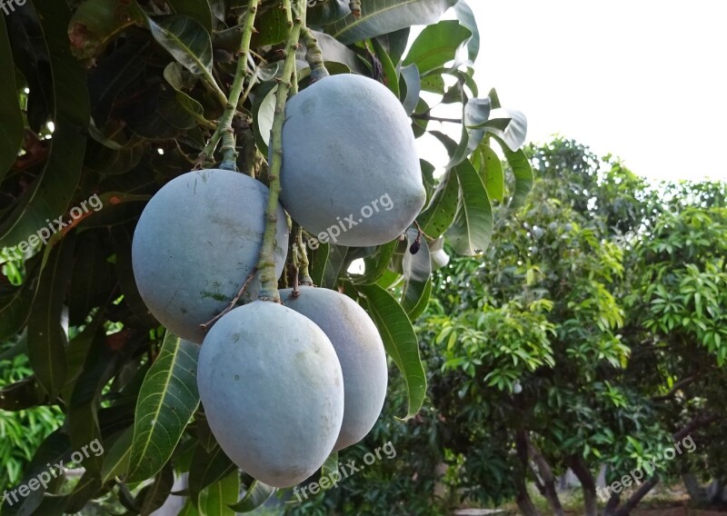 Mango Fruit Mangifera Indica Tropical Sweet