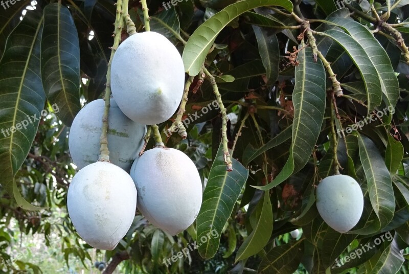 Mango Fruit Mangifera Indica Tropical Sweet