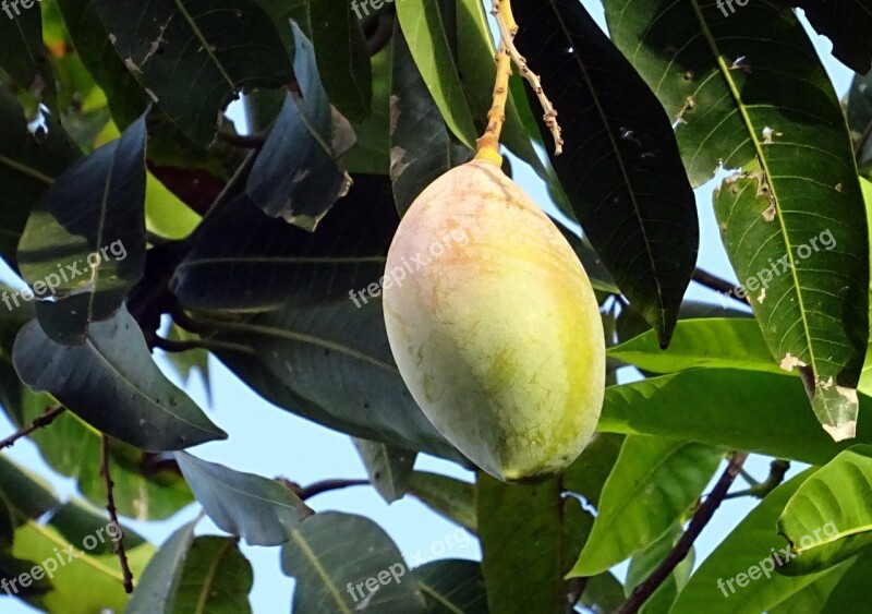 Mango Fruit Mangifera Indica Tropical Sweet