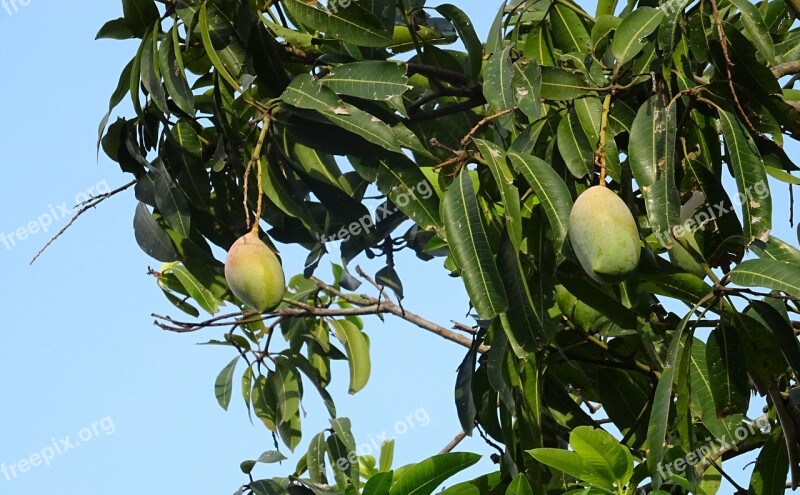 Mango Fruit Mangifera Indica Tropical Sweet