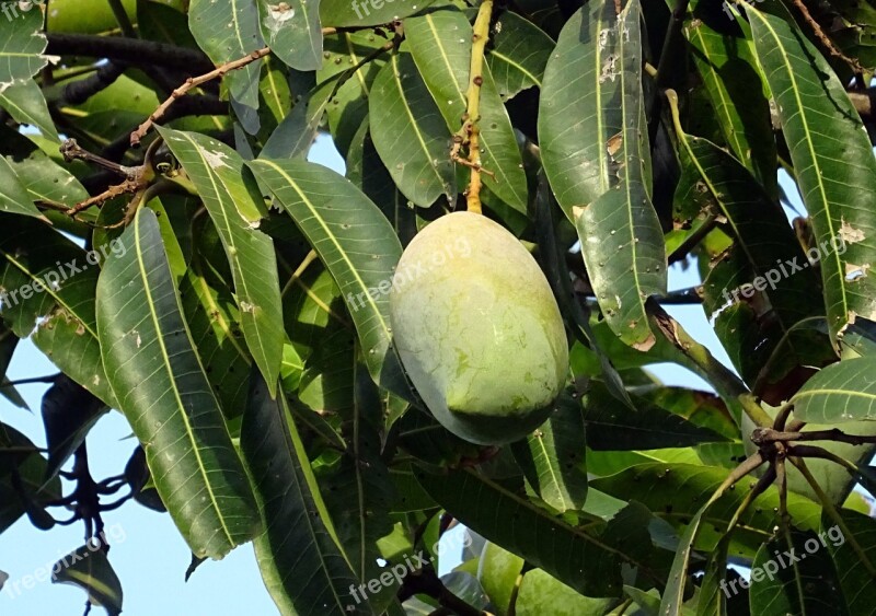 Mango Fruit Mangifera Indica Tropical Sweet