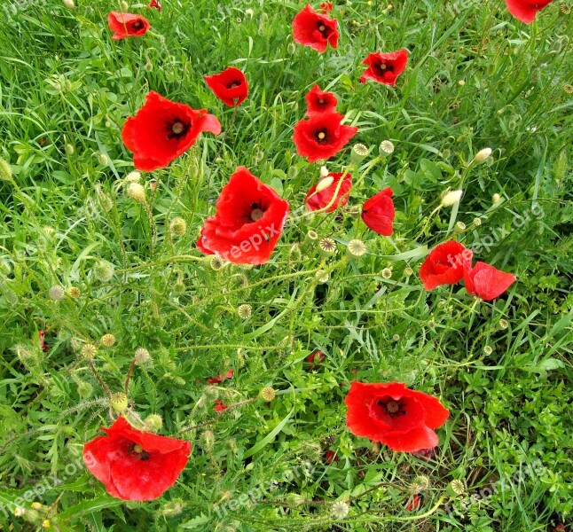 Flowers Red Prato Grass Poppies