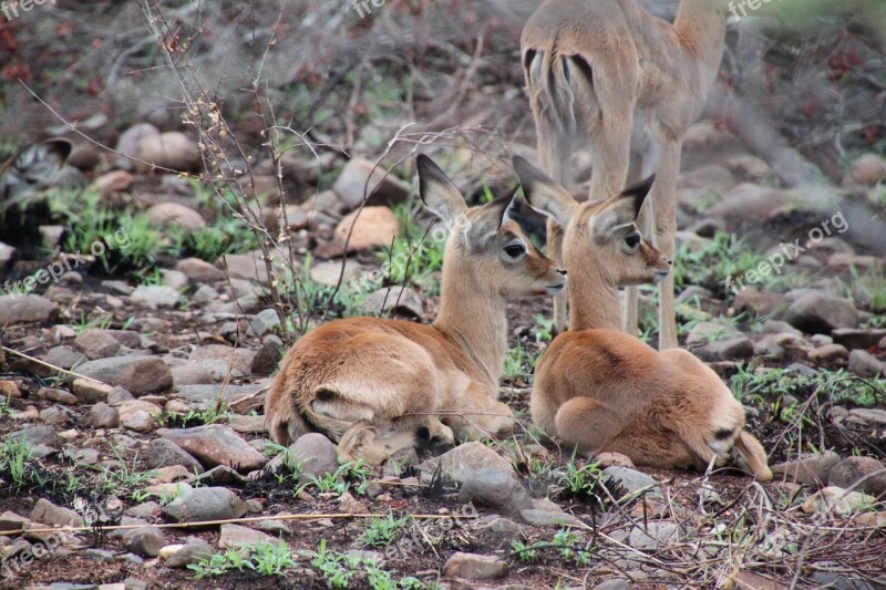 South Africa Animals Nature Wildlife Safari