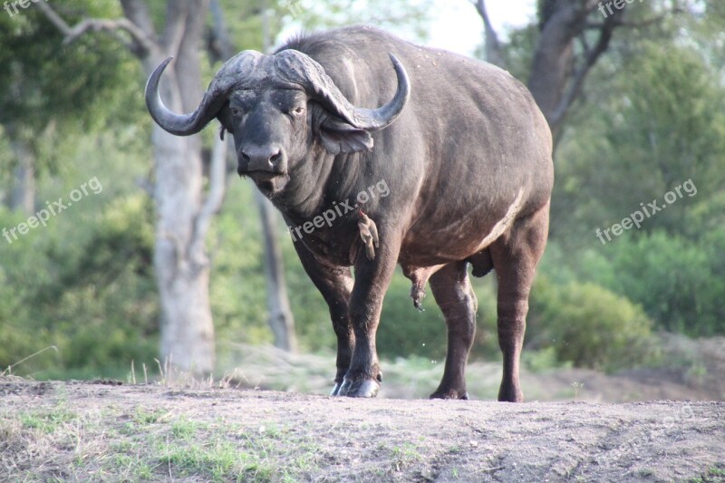 South Africa Nature Wildlife Water Buffalo Free Photos