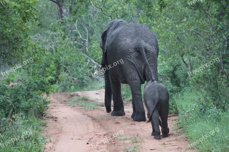 South Africa Animals Nature Wildlife Elephants