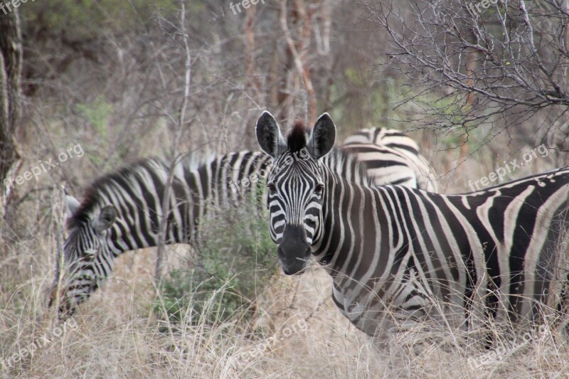 South Africa Animals Nature Wildlife Safari