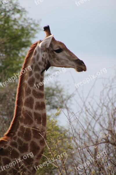 South Africa Animals Nature Wildlife Safari