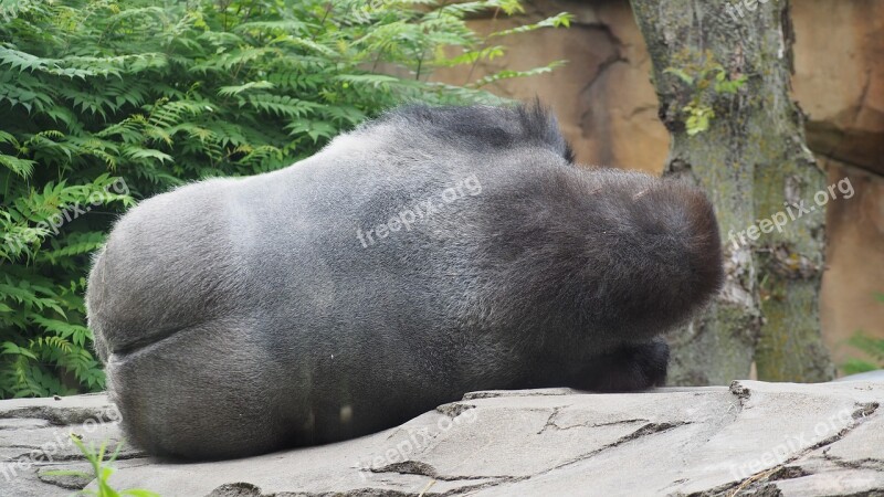 Gorilla Sleeping Gorilla Sleeping Gorilla Butt Butt