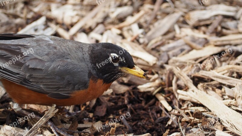 Robin Eating Bird Worm Beak