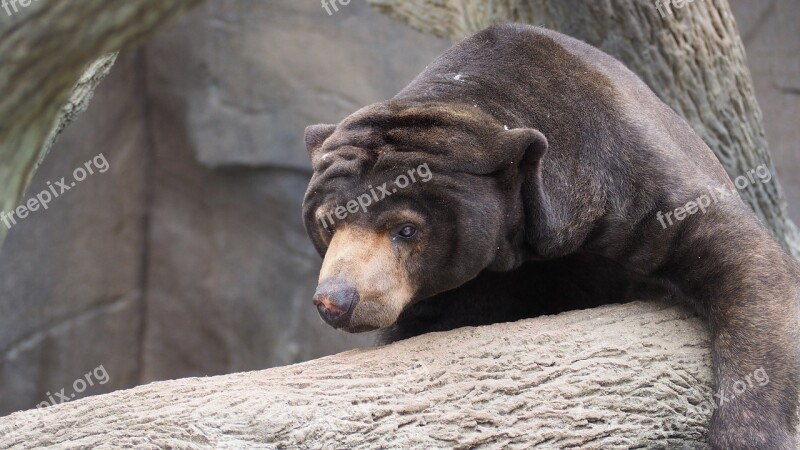 Sun Bear Bear Sun Wild Wildlife