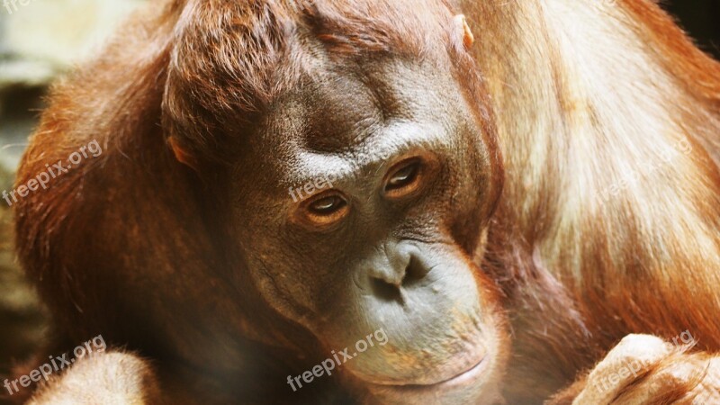 Orangutan Monkey Ape Primate Wildlife