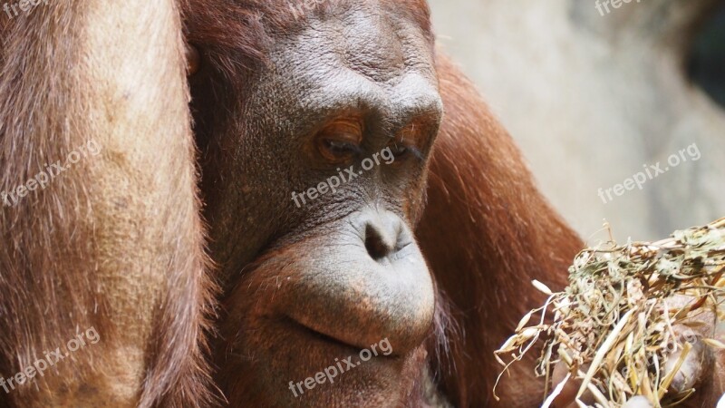 Orangutan Monkey Ape Primate Wildlife