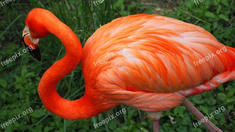 Flamingo Bird Pink Wild Wildlife