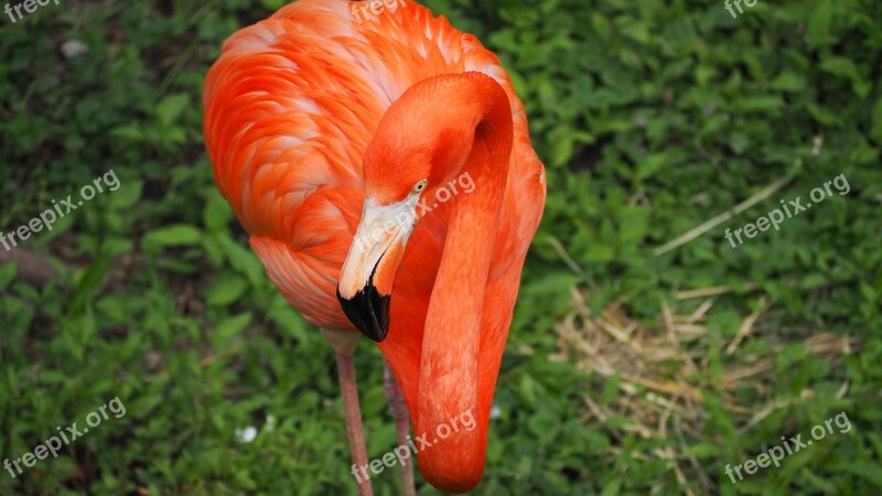 Flamingo Bird Pink Wild Wildlife