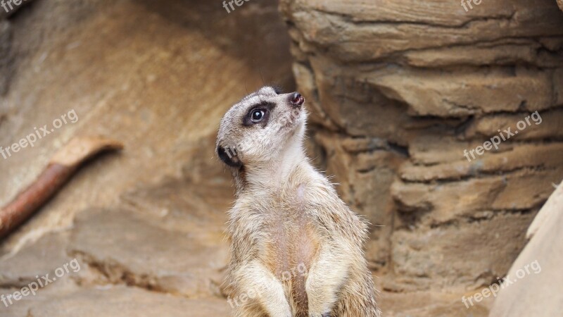 Meerkat African Meerkat Animal Wild Mammal