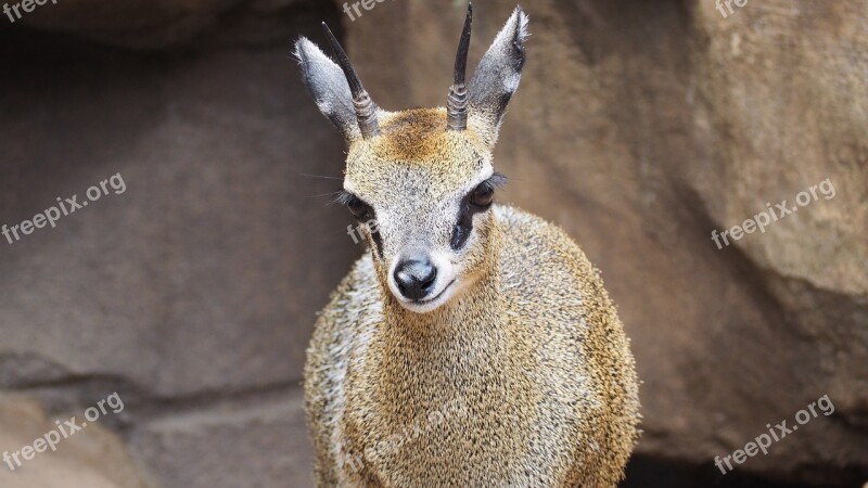 Klipspringer Antelope African Animal Nature