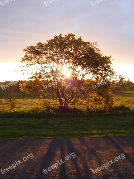 Tree Sunset Light Filter Filtering