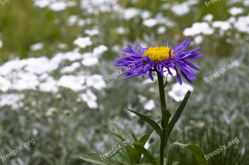 Spring Violet Aster Flower Blossom