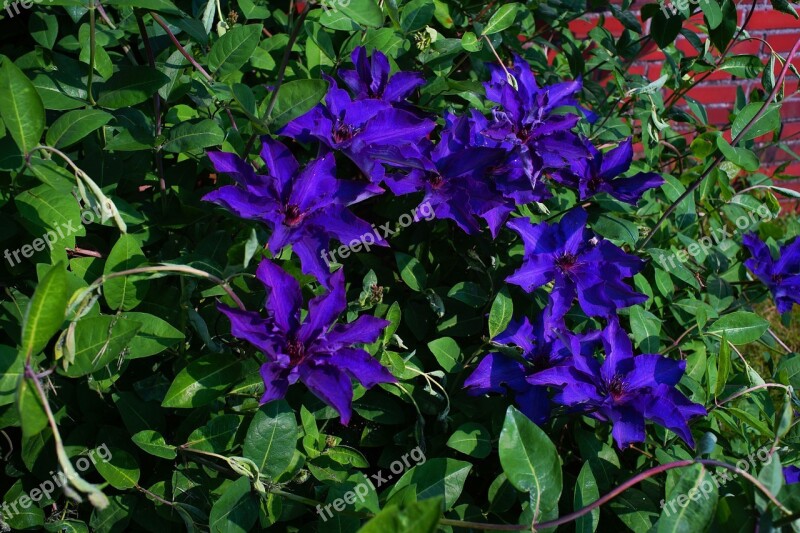 Flower Flowers Blue Early Summer Garden