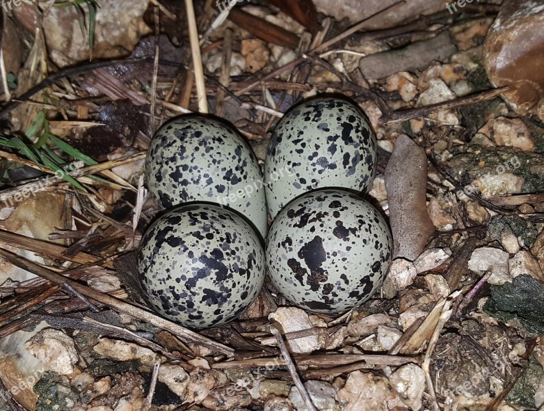 Eggs Bird's Eggs Nest Plover Eggs Killdeer Plover Eggs