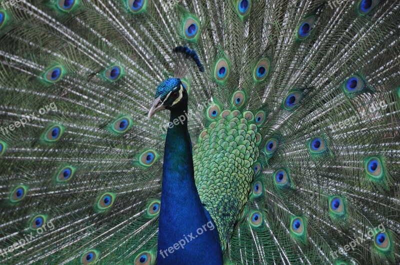 Animal Bird Wildlife Nature Peacock