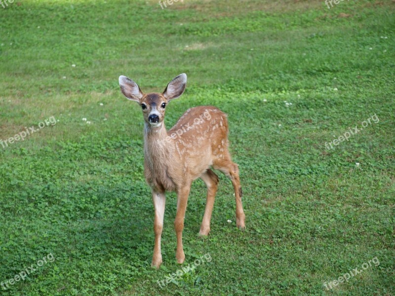 Fawn Deer Baby Animal Wildlife