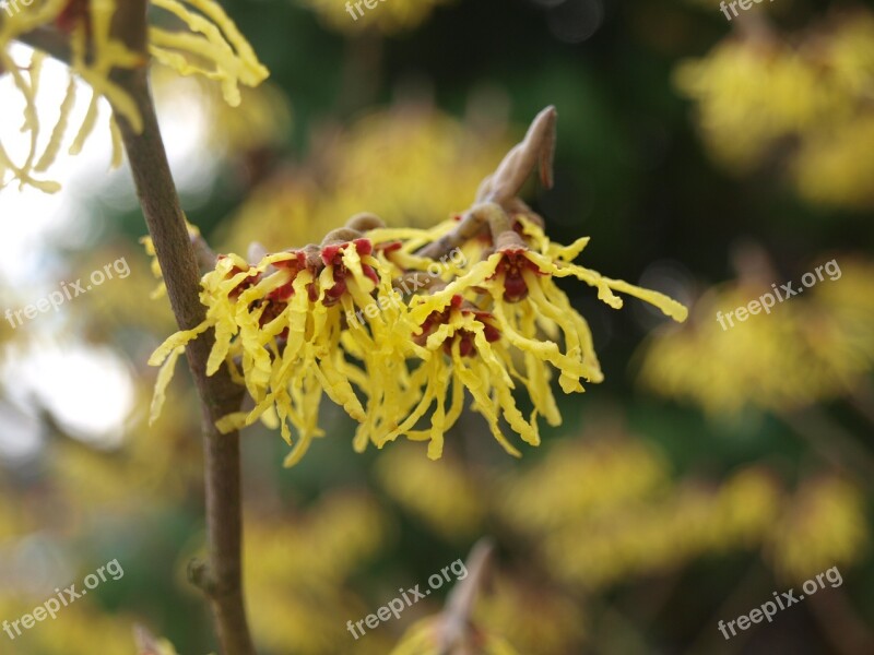 Witch Hazel Blossom Flower Spring Nature