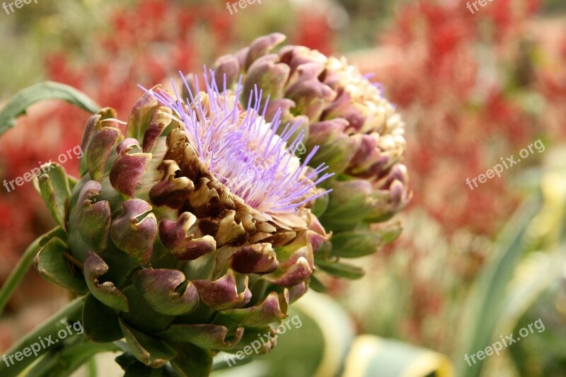 Artichokes Vegetable Nature Free Photos