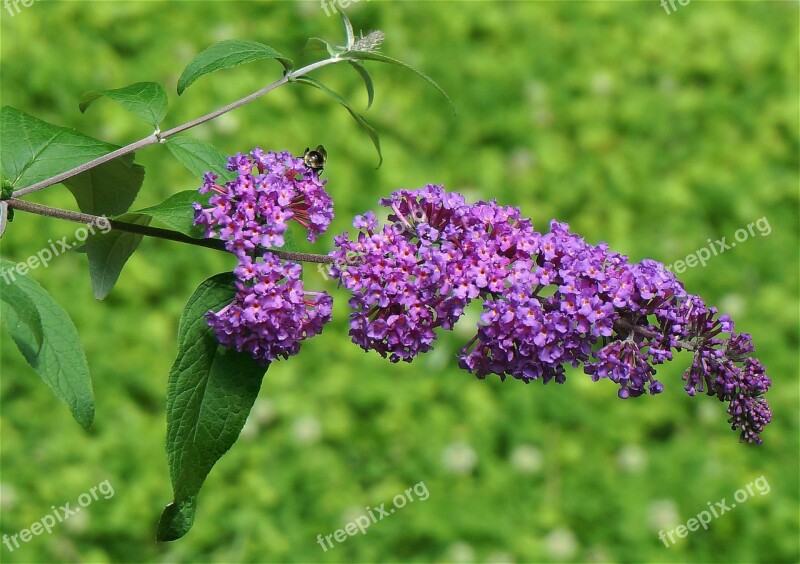 Butterfly Bush Buddleja Bee Flower Blossoms