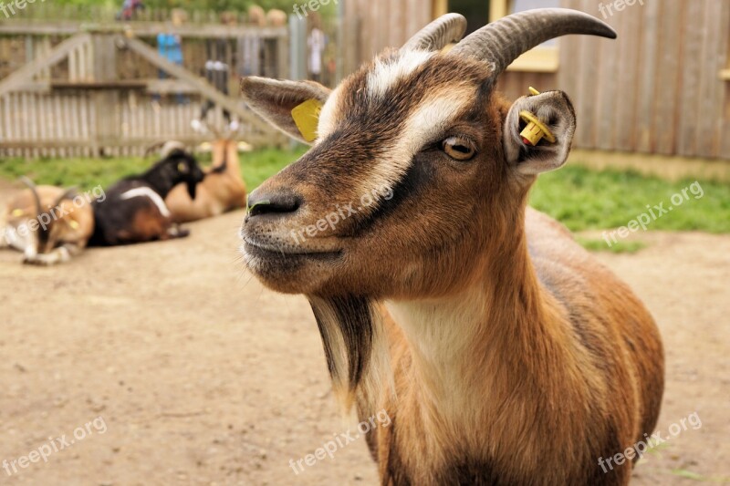 Goat Dwarf Goat Pet Zoo Animal