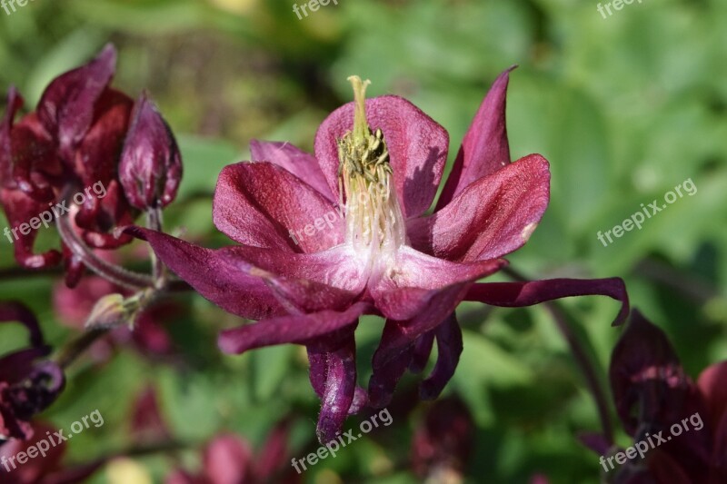 Bellflower Purple Flower Blossom Bloom