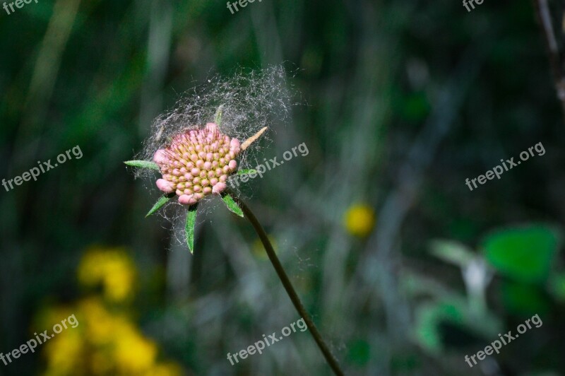 Flower Wild Cornflower Free Photos