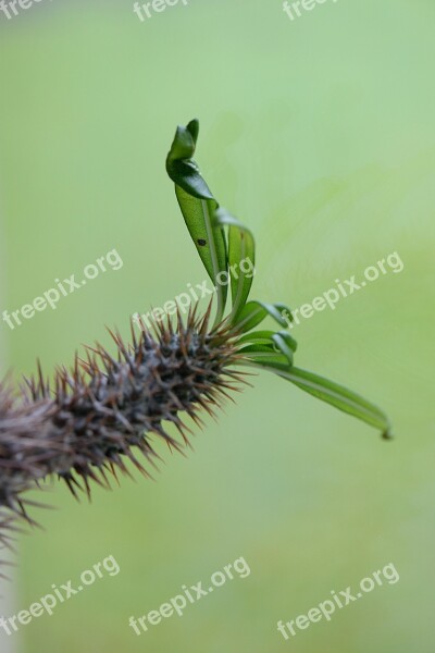 Cactus Leaves Prickly Close Up Green