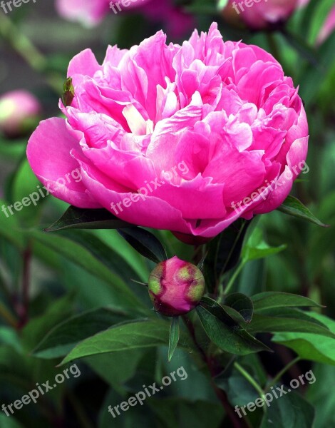 Peony Flower Spring Garden Pink